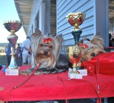 CH. Everlasting love Du domaine du president - très prometteur classe puppy femelle et classée 3ème meilleur puppy