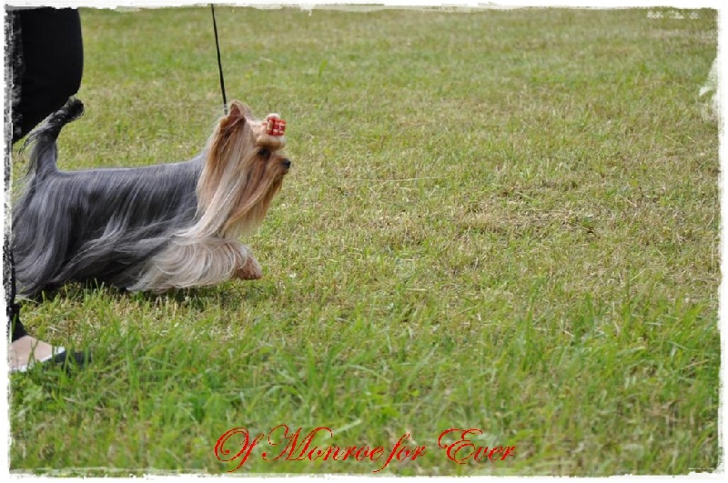 CH. Everlasting love Du domaine du president - CAC CACIB BOS