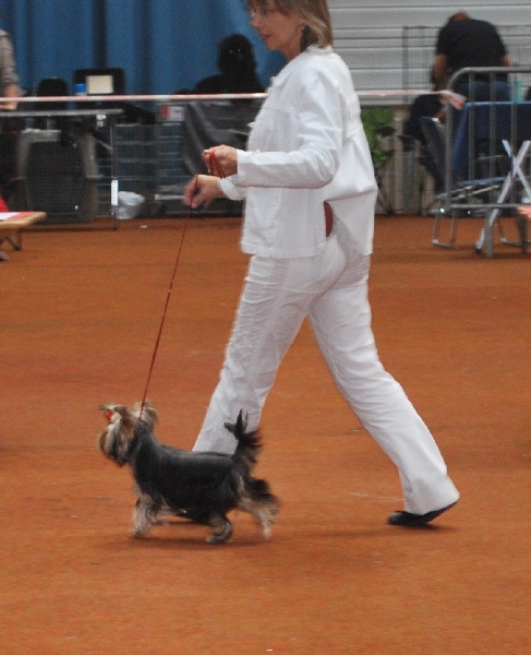 CH. Everlasting love Du domaine du president - très prometteur classe puppy femelle