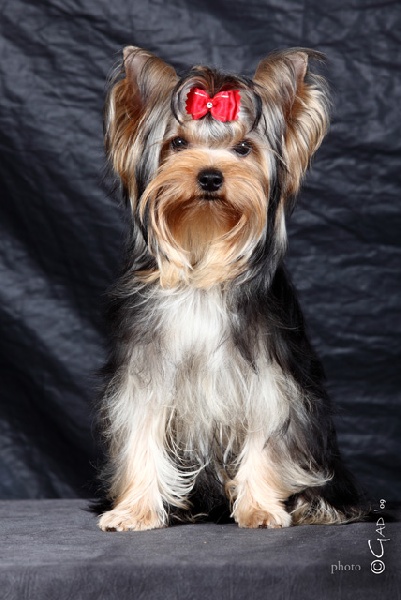 CH. Everlasting love Du domaine du president - très prometteur classe puppy femelle