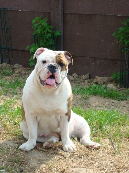 Publication : du bonheur d'omal