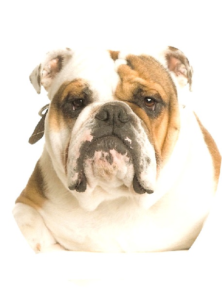 Publication : du bonheur d'omal