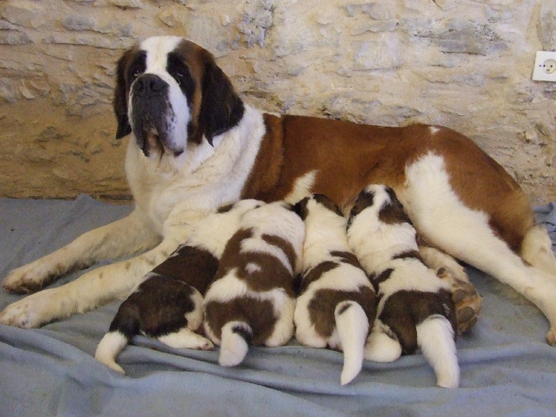 Publication : Du Bost Noir