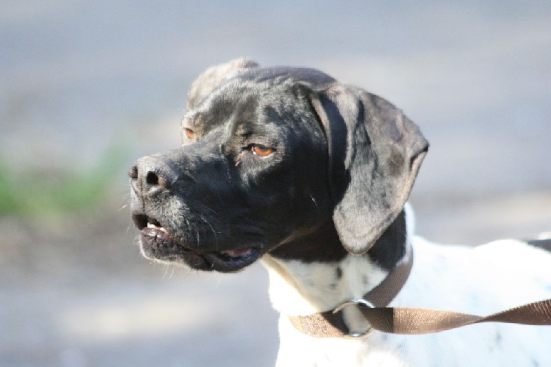 Publication : Du clos de la berruguette Auteur : rc