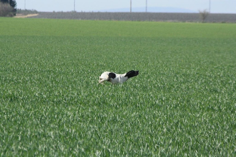 Publication : Du clos de la berruguette Auteur : rc