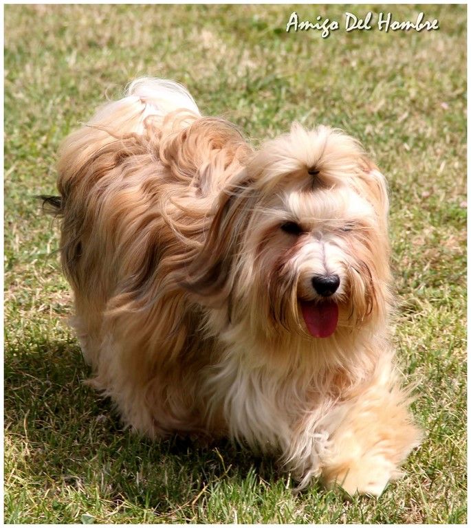 CH. christa's jumpy clown Piece of my heart - 1ier excellent et Meilleur jeune