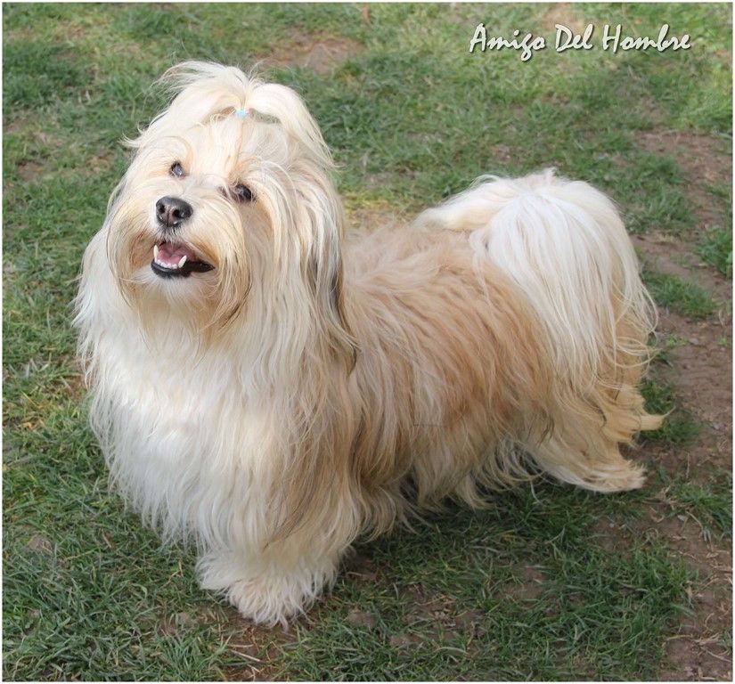 CH. christa's jumpy clown Piece of my heart - CACS, CACIB et Meilleur de race