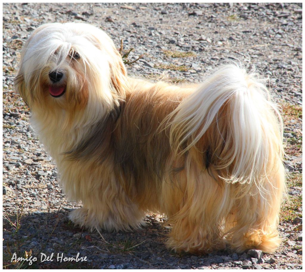 CH. christa's jumpy clown Piece of my heart - 1ier excellent en classe jeune