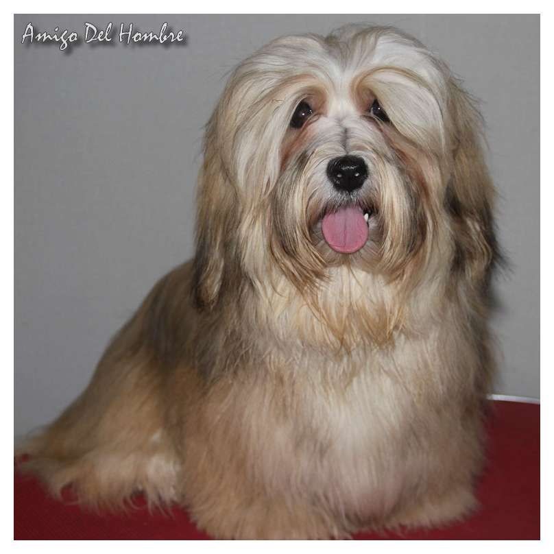 CH. christa's jumpy clown Piece of my heart - 1ier excellent, Meilleur jeune, Meilleur de race et 1ier de groupe