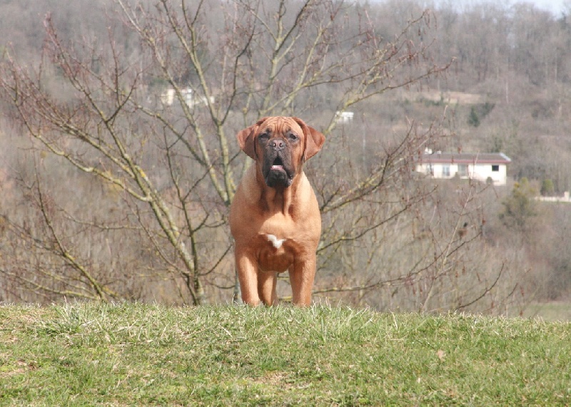 Publication : Legendarivs Canis Auteur : Libuse Schreiber