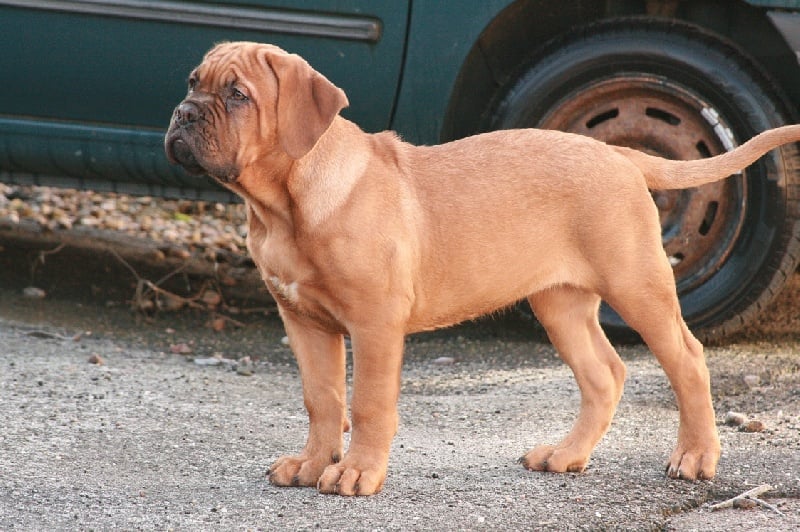 Publication : Legendarivs Canis Auteur : Libuse Schreiber