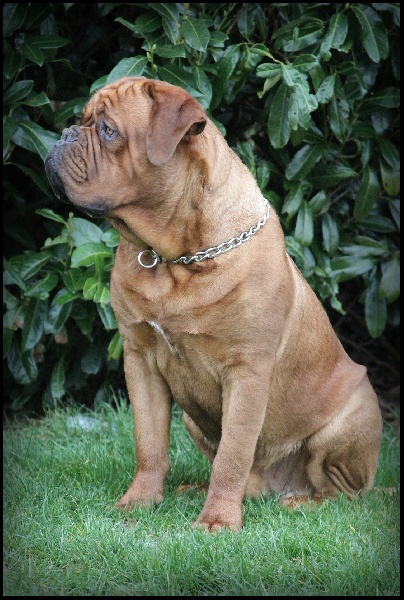 Publication : Legendarivs Canis Auteur : Anthony Fauvel