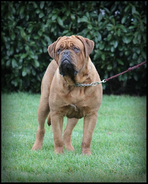 Publication : Legendarivs Canis Auteur : Anthony Fauvel