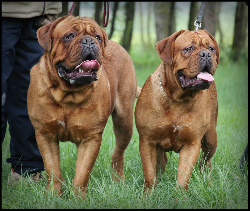 Publication : Legendarivs Canis Auteur : Anthony Fauvel