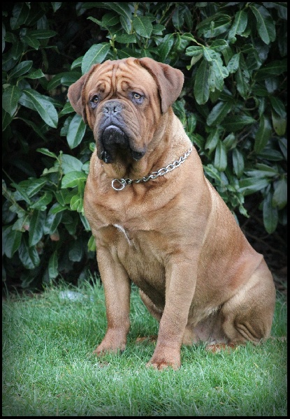 Publication : Legendarivs Canis Auteur : Anthony Fauvel