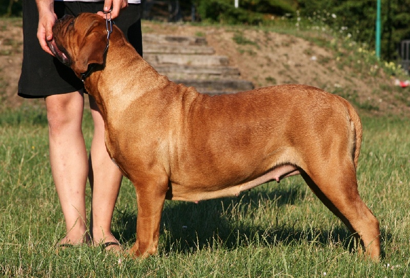 Publication : Legendarivs Canis Auteur : Libuse Schreiber