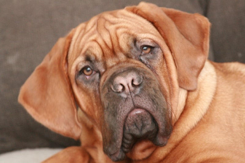 Publication : Legendarivs Canis Auteur : Libuse Schreiber