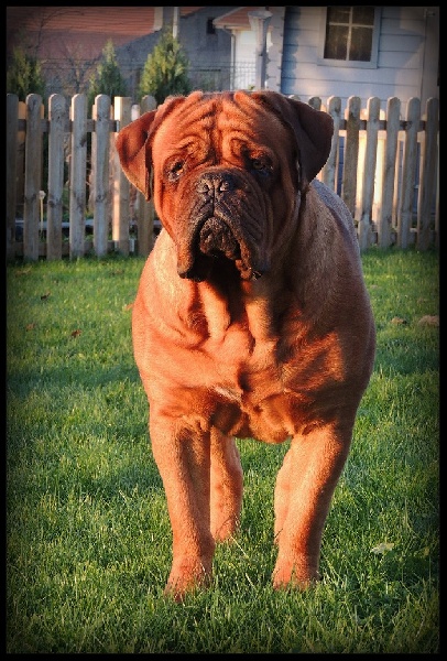 Publication : Legendarivs Canis Auteur : Anthony Fauvel