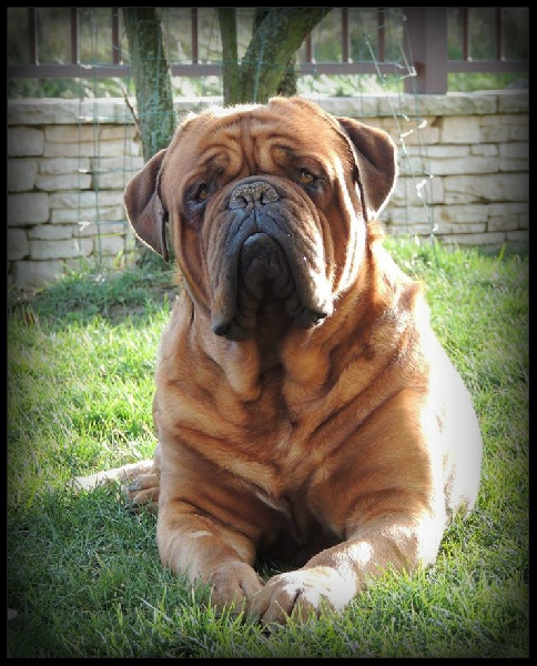 Publication : Legendarivs Canis Auteur : Anthony Fauvel