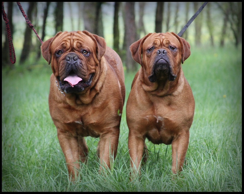 Publication : Legendarivs Canis Auteur : Anthony Fauvel