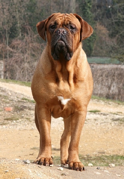 Publication : Legendarivs Canis Auteur : Libuse Schreiber