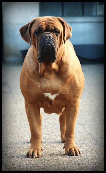 Publication : Legendarivs Canis Auteur : Libuse Schreiber