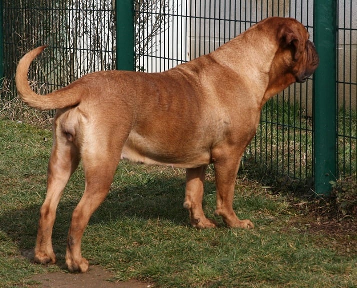 Publication : Legendarivs Canis Auteur : Libuse Schreiber