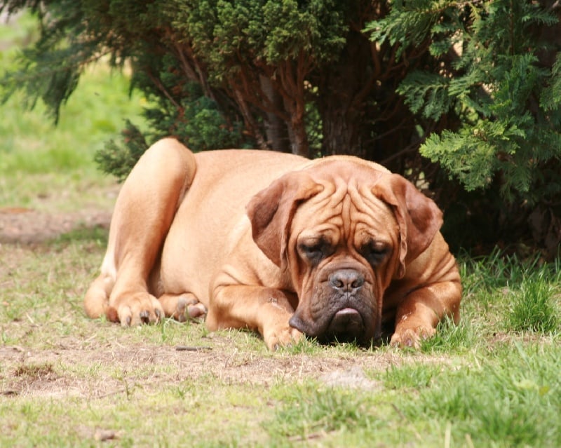 Publication : Legendarivs Canis Auteur : Libuse Schreiber