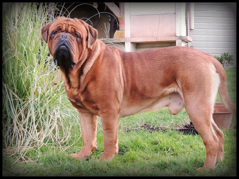 Publication : Legendarivs Canis Auteur : Anthony Fauvel