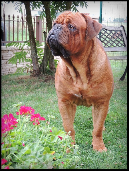 Publication : Legendarivs Canis Auteur : Anthony Fauvel