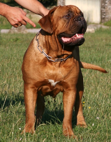 Publication : Legendarivs Canis Auteur : Libuse Schreiber