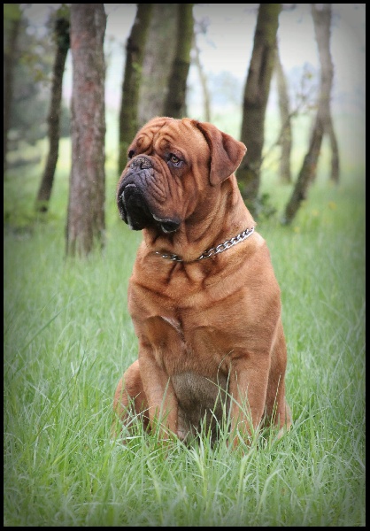 Publication : Legendarivs Canis Auteur : Anthony Fauvel