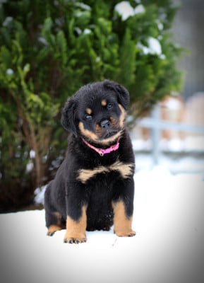 Les chiots de Rottweiler