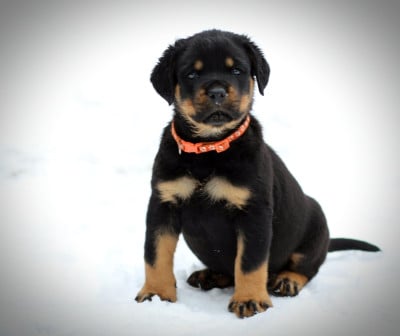Les chiots de Rottweiler