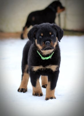 Les chiots de Rottweiler