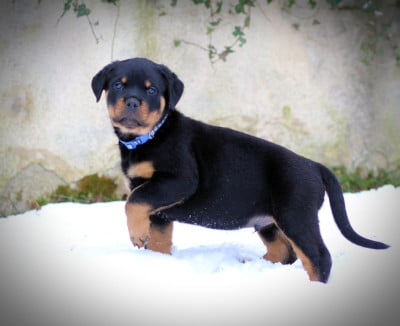 Les chiots de Rottweiler