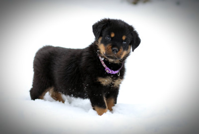 Les chiots de Rottweiler