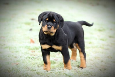 Les chiots de Rottweiler