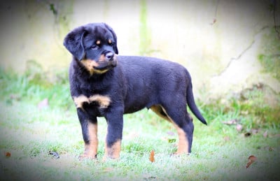 Les chiots de Rottweiler