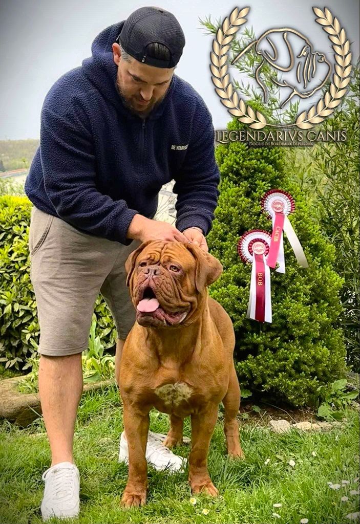 Legendarivs Canis Talion law - 1ére intermédiaire femelle CACS CACIB Meilleure de race