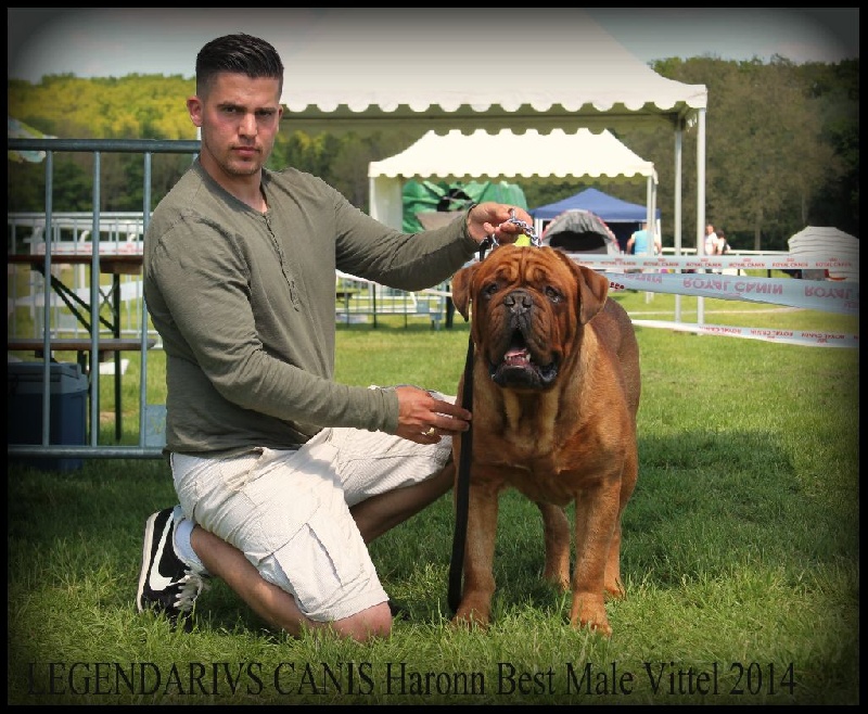 Legendarivs Canis Haronn dukna - 1ére Excellent CACS Meilleure Mâle - Ouverte mâle