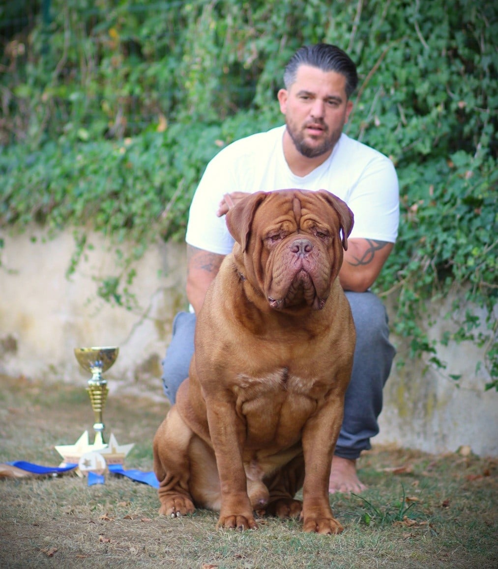 CH. Legendarivs Canis Ufc - 1ére Place ouverte mâle CACS + Meilleur de race + Sélectionné dans les 6 meilleurs du groupe 2