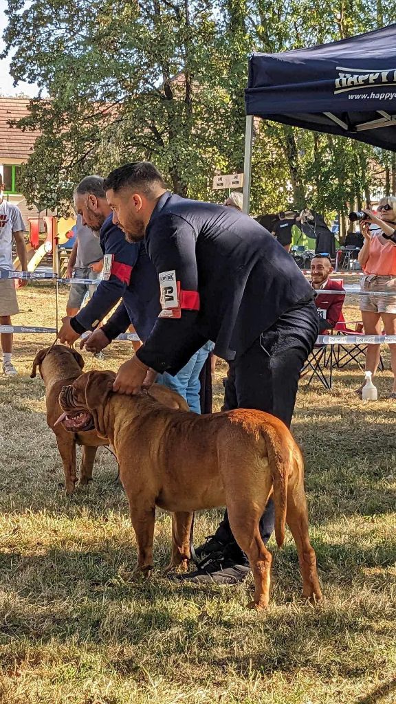 Legendarivs Canis Talion law - 3éme jeune femelle