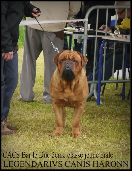 Legendarivs Canis Haronn dukna - 2éme Excellent Classe Jeune