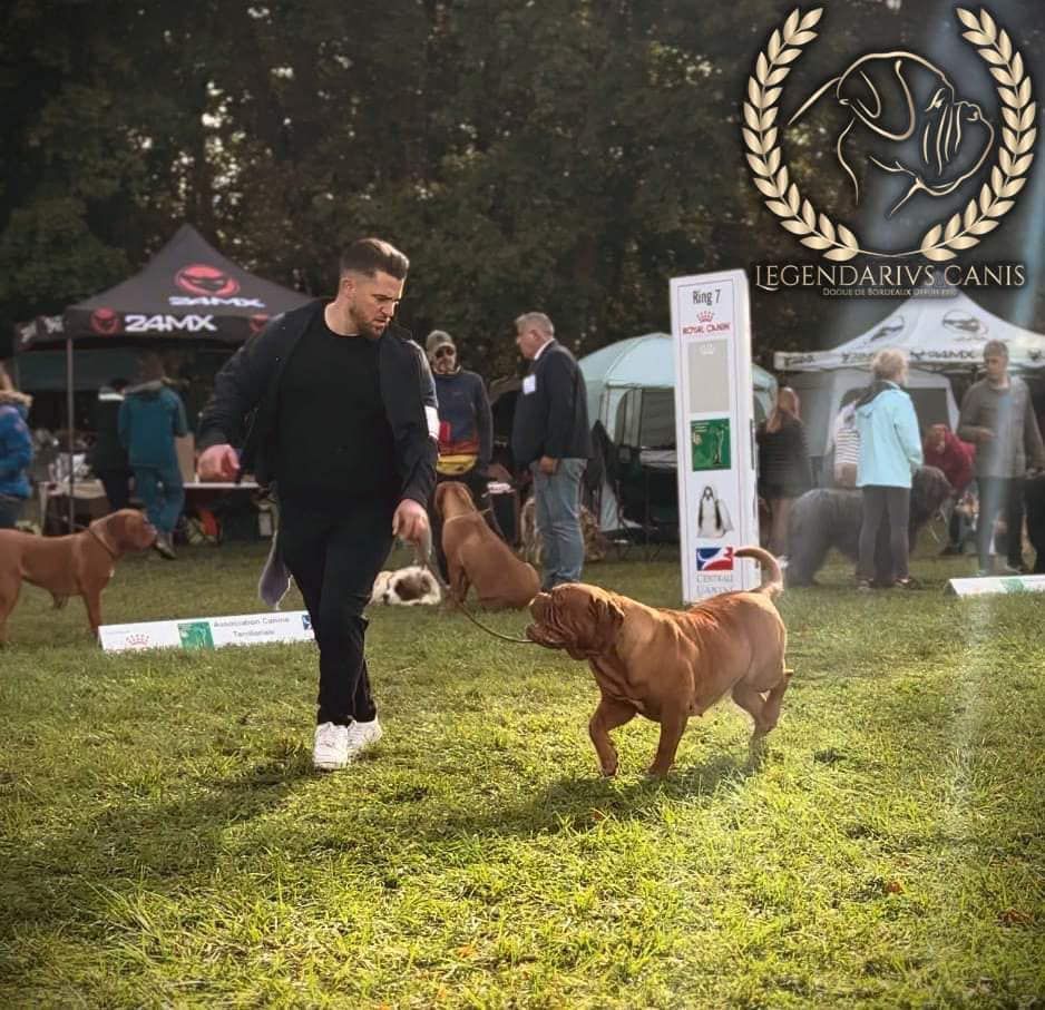 Legendarivs Canis Talion law - 2éme ouverte femelle