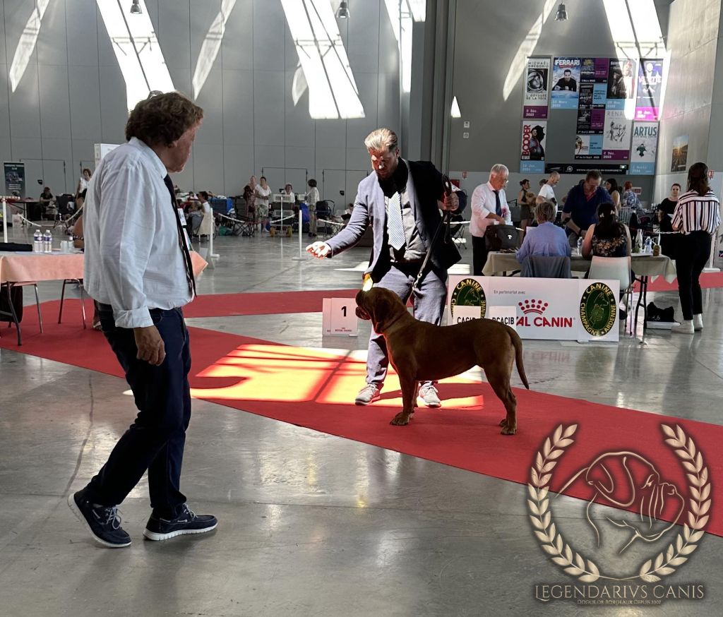 Legendarivs Canis Talion law - 1ère Jeune femelle JCACS JCACIB + Meilleur jeune