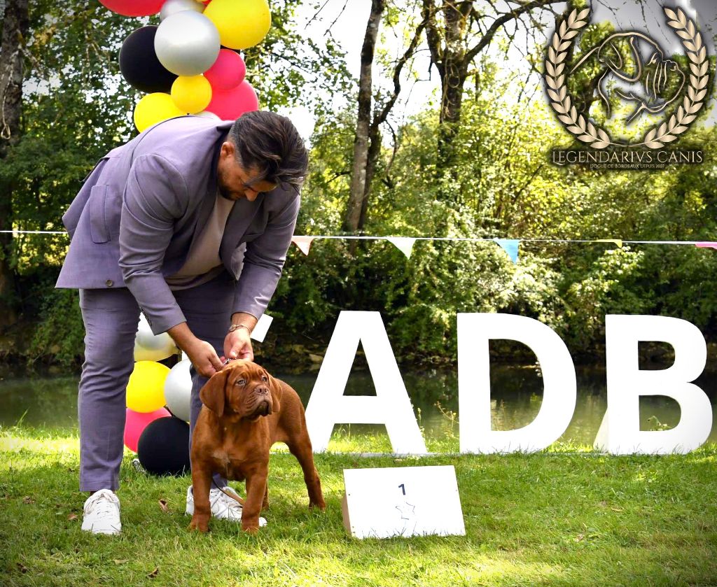 Legendarivs Canis Armageddon - 1ére place Best Minor Baby in show