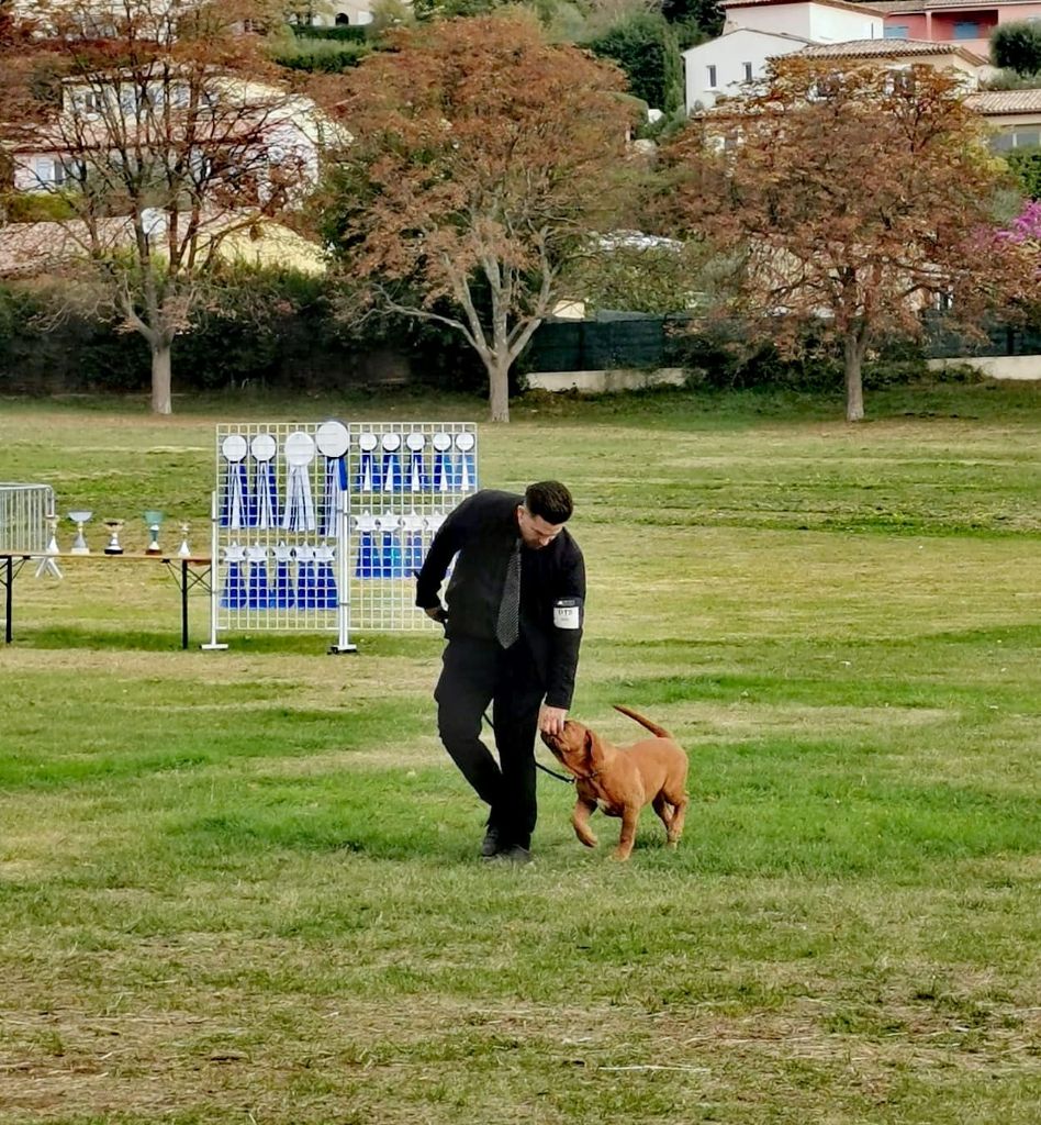 Legendarivs Canis Talion law - 1ère Baby femelle + Meilleur Baby de l'exposition