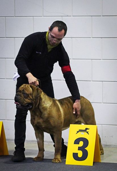 Legendarivs Canis Haronn dukna - 3éme Excellent Classe Jeune