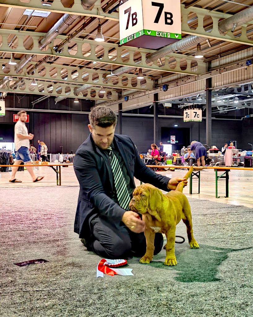 Legendarivs Canis Talion law - 1ère Baby femelle + Meilleur Baby